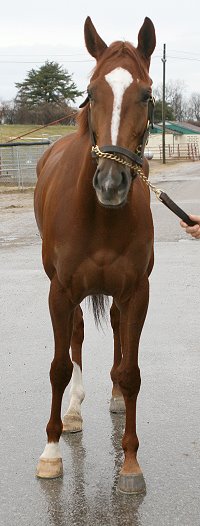 "Tommy" has great legs and no vices.
