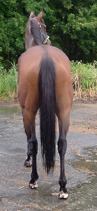 Bay TB gelding for Sale.