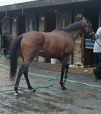 Bay Thoroughbred gelding for Sale.