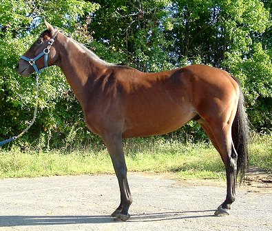 OTTB - Silent Prey at the track inSeptember 2006