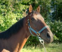 Thoroughbred horse needs to get off-the-track.