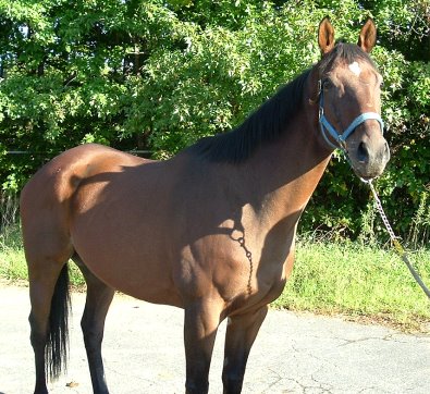 Silent Prey at the track inSeptember 2006