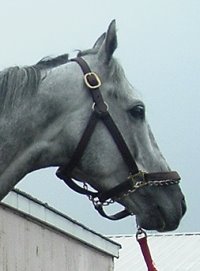 Sing D Song is a 16.3+ hand gray Thoroughbred gelding. Horse for Sale.