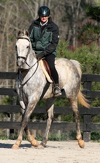 Dappled grey Thoroughbred Horse For Sale