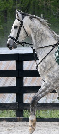 Sing D Song is doing extremely well with his training. April 9, 2007 