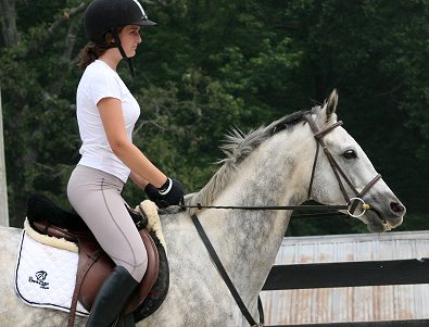 Dappled gray Thoroughbred Horse For Sale