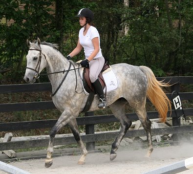 Dappled gray Thoroughbred Horse For Sale