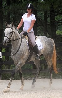Dappled grey Thoroughbred Horse For Sale