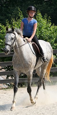 Dappled grey Thoroughbred Horse For Sale