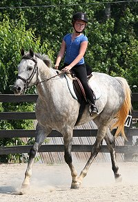 Dappled grey Thoroughbred Horse For Sale