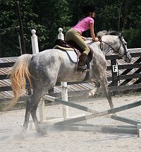 Dappled grey Thoroughbred Horse For Sale