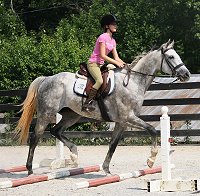 Dappled grey Thoroughbred Horse For Sale