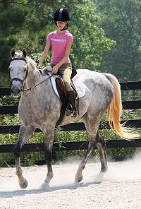 Dappled grey Thoroughbred Horse For Sale