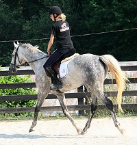 Dappled grey Thoroughbred Horse For Sale