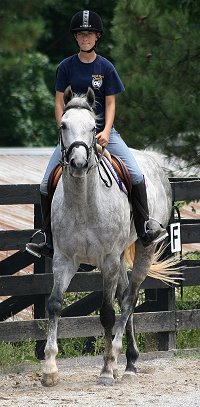 Dappled grey Thoroughbred Horse For Sale