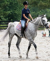Dappled grey Thoroughbred Horse For Sale