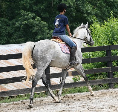 Dappled gray Thoroughbred Horse For Sale