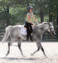 Dappled grey Thoroughbred Horse For Sale