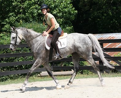 Dappled gray Thoroughbred Horse For Sale