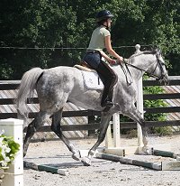 Dappled grey Thoroughbred Horse For Sale