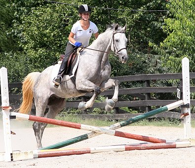 Dappled gray Thoroughbred Horse For Sale