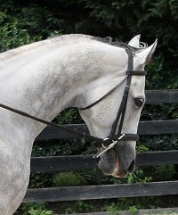 Dappled grey Thoroughbred Horse For Sale