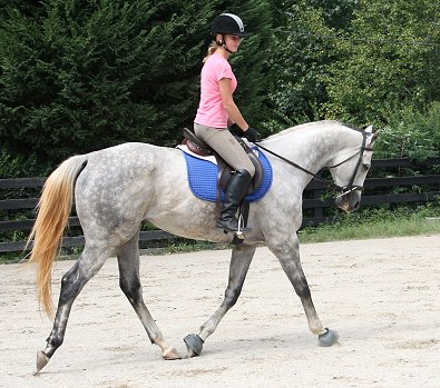 Dappled gray Thoroughbred Horse For Sale