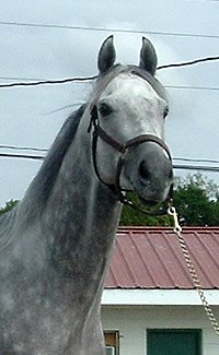 Dappled grey Thoroughbred Horse For Sale