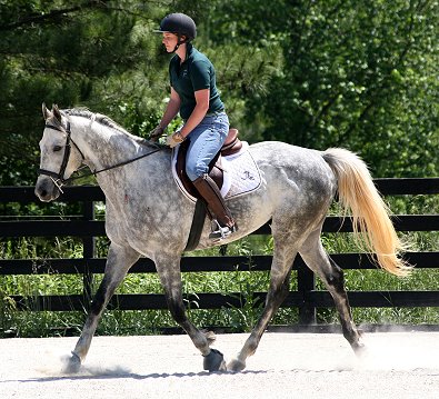 Dappled gray Thoroughbred Horse For Sale