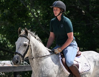Dappled gray Thoroughbred Horse For Sale