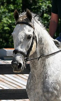 Dappled grey Thoroughbred Horse For Sale