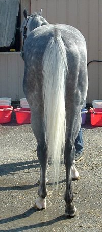 Sing D Song is a 16.3+ hand gray Thoroughbred gelding. Horse for Sale.