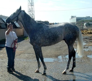 "Singsong" is a 16.3+ hand grey Thoroughbred horse for sale. 