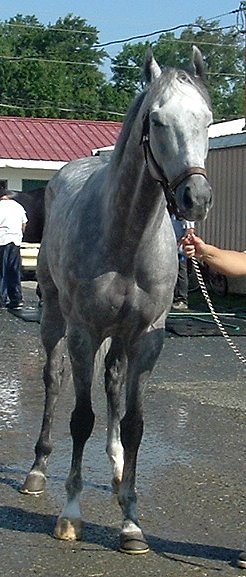 Dappled grey Thoroughbred Horse For Sale