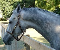 OTTB Sing D Song was a Prospect Horse for Sale.