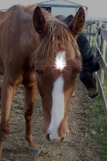 "Skinny" is now named FLAME for the candle and flame on his forehead. It is appropriate as his sire is Torcher! 