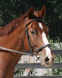 Chestnut Thoroughbred horse for sale at Bits & Bytes Farm.