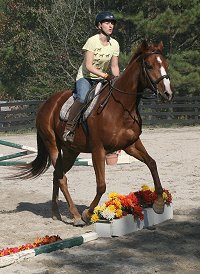 Flame Boyant aka "Skinny" is a horse for sale at Bits & Bytes Farm. October 28, 2007
