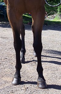 Sportscaster was a Prospect Horse for Sale in June 2005