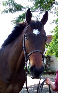 Sportscaster was sold off our Prospect Horses for Sale page.