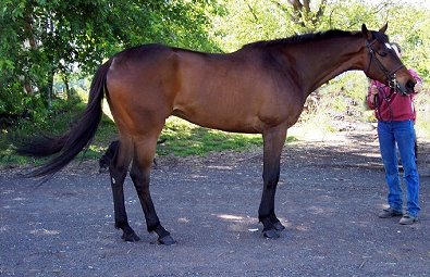 Sportscaster was sold off our Prospect Horses for Sale page.