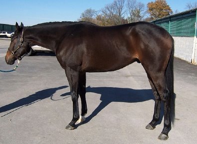 Strict Mister was a former Propsect Horse for Sale from Bits & Bytes Farm