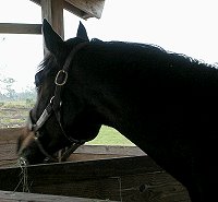 Strict Mister is enjoying the warm Florida weather. 