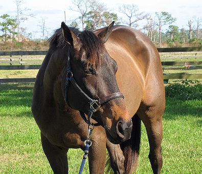 Strict Mister - AVAILABLE for RESALE! 