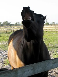 "OTTB FOR SALE" you heard it straight from the horse's mouth. 