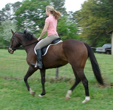 OTTB Suzie Maewon is for sale. 