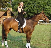 OTTB - Suzie Maewon is a lovely mover. She is available for sale. 