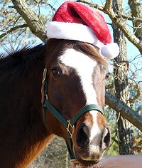 Suzie Maewon decked out for Christmas.