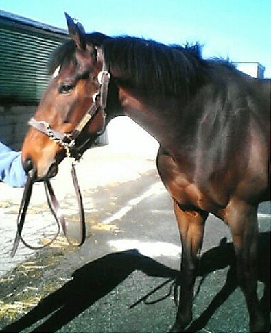Call for more information on this Thoroughbred horse for sale.