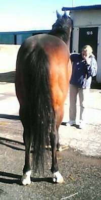 Call for more information on this Thoroughbred horse for sale.